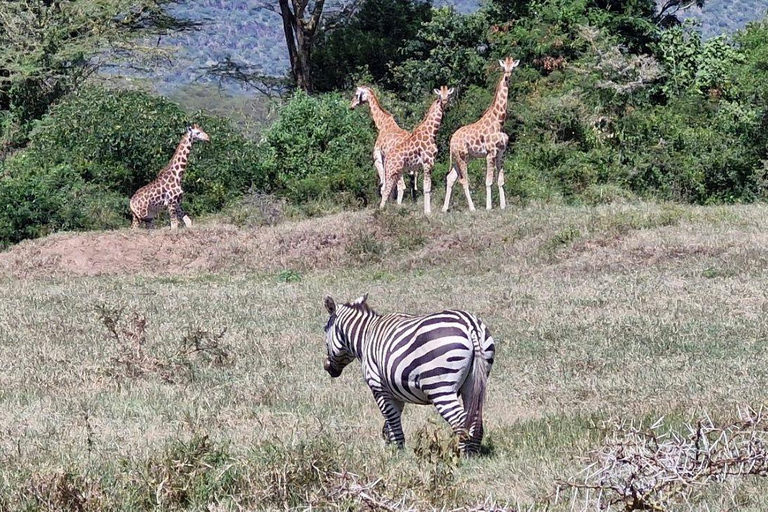 Nairobi: Lake Nakuru National Park and Lake Naivasha Tour