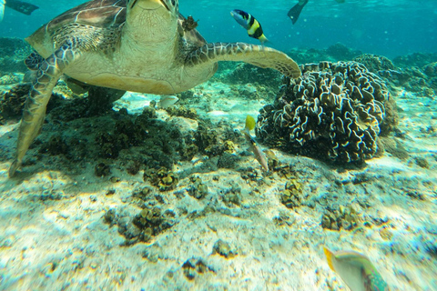 Gili Trawangan : Grupa/Współpraca Snorkeling 3 wyspa Gili