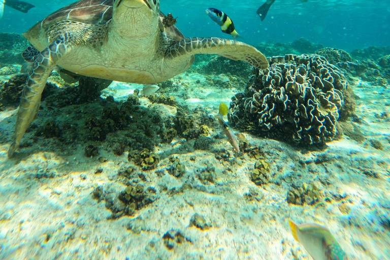 Gili Trawangan : Snorkel en grupo/compartido 3 islas Gili