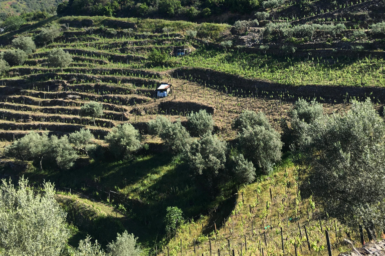 Porto to Douro Valley Private tour in a 4x4 like a native Privat tour Offroad Douro Valley