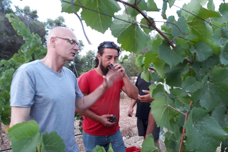 Visite individuelle des vignobles et dégustation de vins