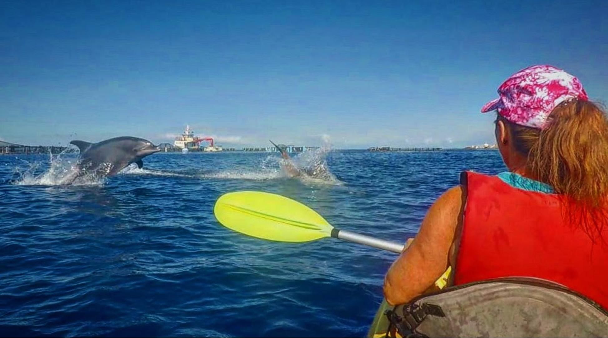 Teneriffa: Kajak-Tour in Palm-Mar in der Turtle Bay mit Delfinen