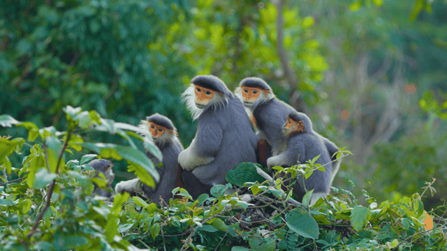 Da Nang: Son Tra Wildlife Experience