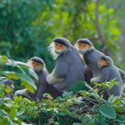 Da Nang: Son Tra Wildlife Experience