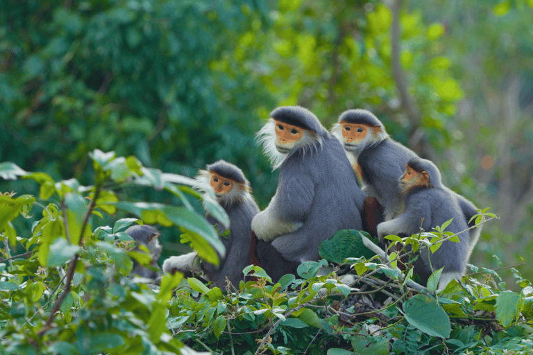 Da Nang: Son Tra Wildlife Experience