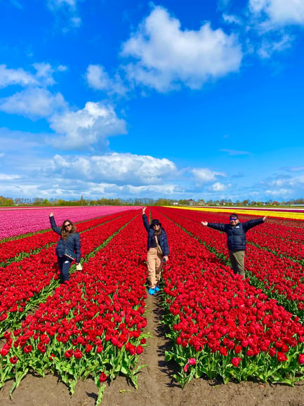 Amsterdam: Tulip Fields Day Tour with Lunch &amp; Windmill