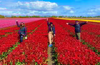 Amsterdam: Tulpenfelder Tagestour mit Mittagessen und Windmühle