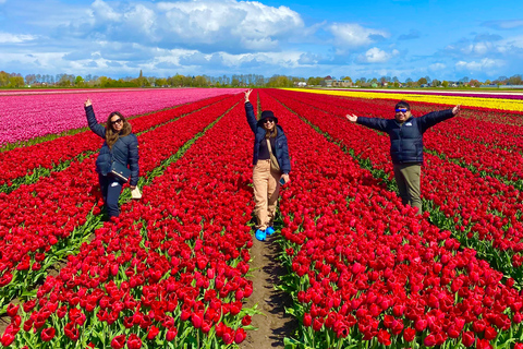 Amsterdam: Tulip Fields Day Tour with Lunch & Windmill