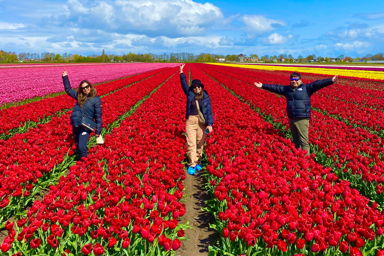 Amsterdam: Tulip Fields Day Tour with Lunch & Windmill