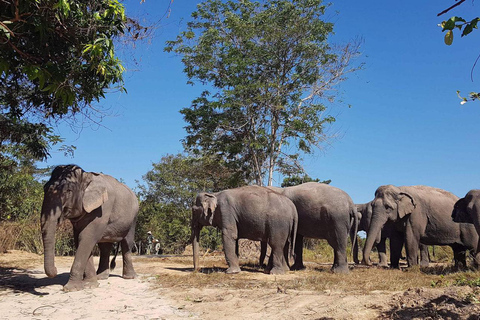 Excursão de um dia aos templos de Angkor Wat e à floresta de elefantes de Kulen