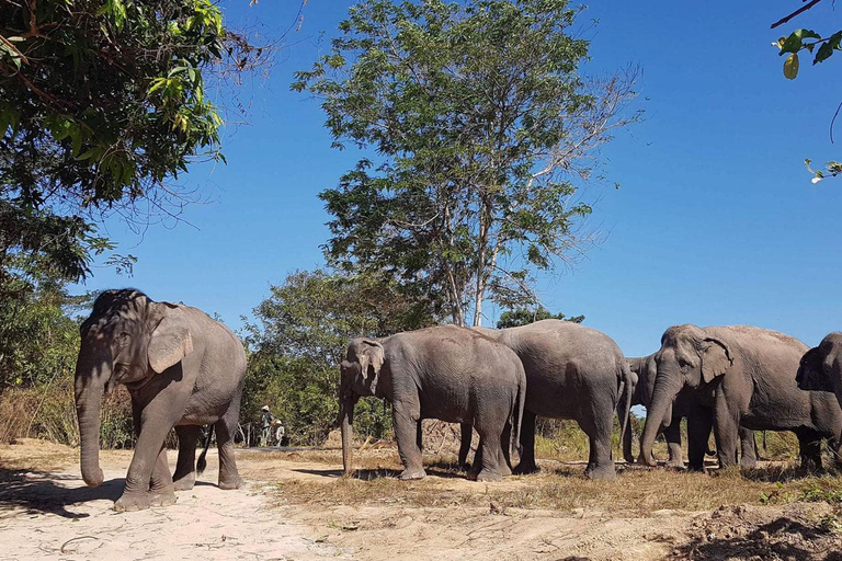 Excursão de um dia aos templos de Angkor Wat e à floresta de elefantes de Kulen