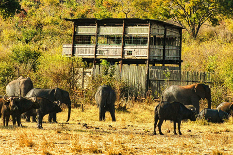 Victoria watervallen: Game drive of safari voor alleenreizenden