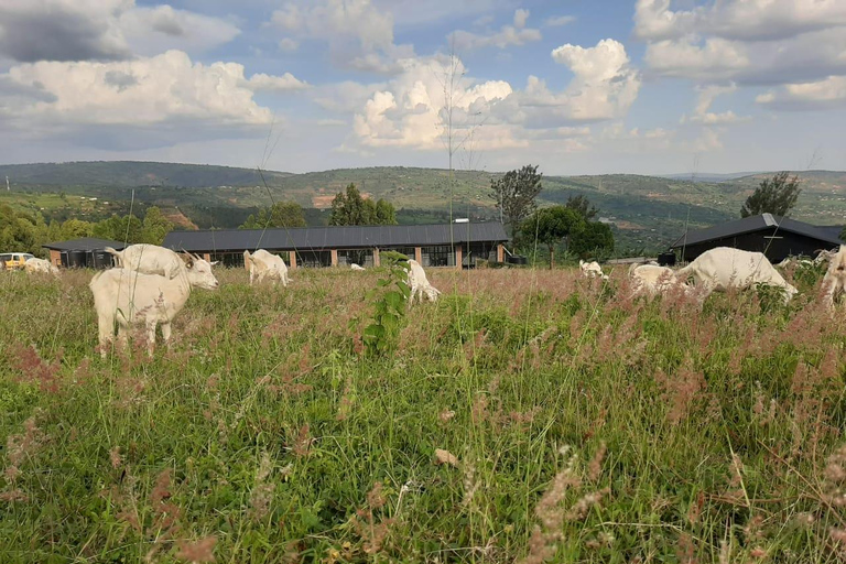 Kigali: La Fromagerie Farm Tour with Cheese Tasting