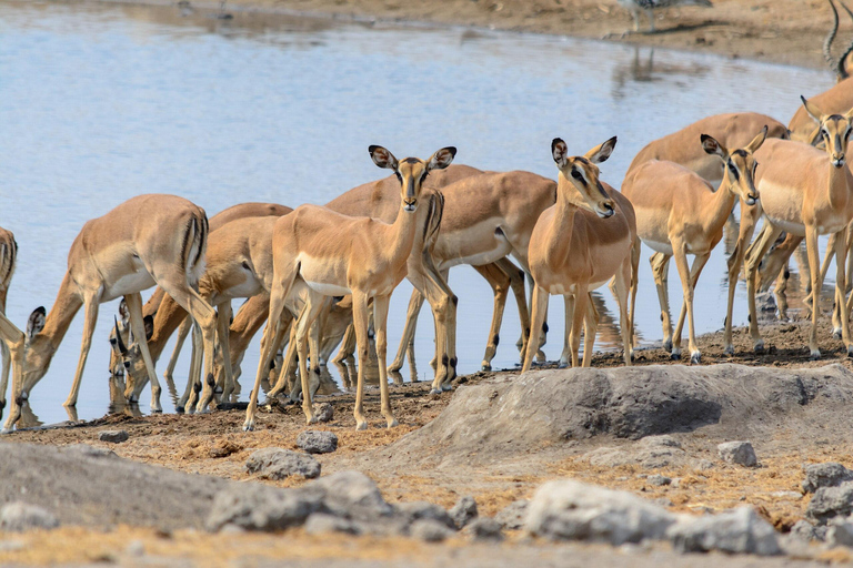 10 Days Beauty of Namibia | Guided Camping