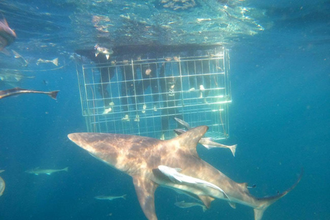 Shark Cage Diving: CAPE TOWN (Lunch & Transport included)