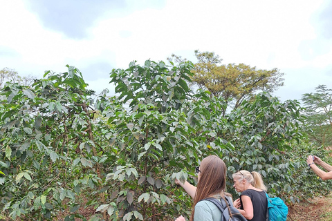 Nairobi: Fairview Coffee Farm Day Trip with Hotel Pickup