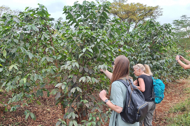 Nairobi: Fairview Coffee Farm Day Trip with Hotel Pickup