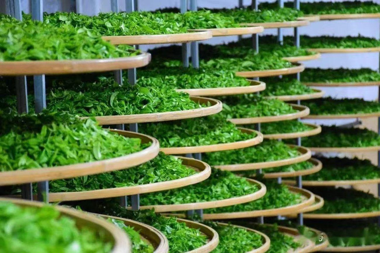 Guilin: City Tour with Elephant Hill & Ming Tea Tasting