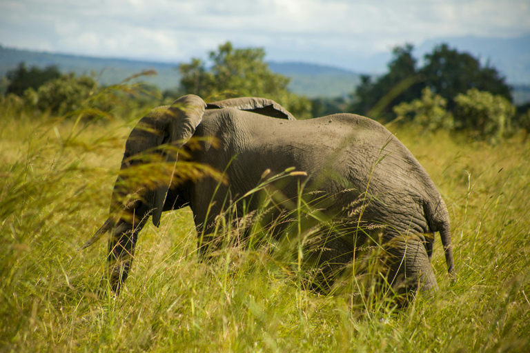 Mwea National Reserve Full-Day Safari from Nairobi