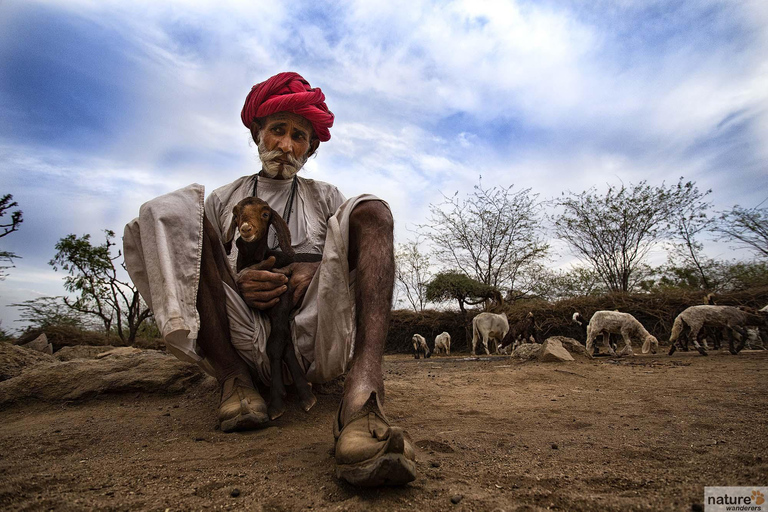 Full-Day Bishnoi Village Safari