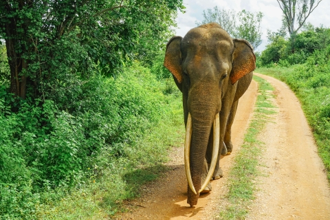 Safari de día completo por Dambulla, Sigiriya y Minneriya desde ColomboInvierno/verano de 2024