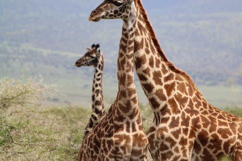 Safari en camping en grupo de 5 días por el Serengeti, Ngorongoro y ManyaraSafari en grupo de 5 días por el Serengeti, el Ngorongoro y el Lago Manyara