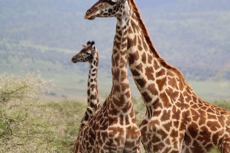 Safari en camping en grupo de 5 días por el Serengeti, Ngorongoro y ManyaraSafari en grupo de 5 días por el Serengeti, el Ngorongoro y el Lago Manyara