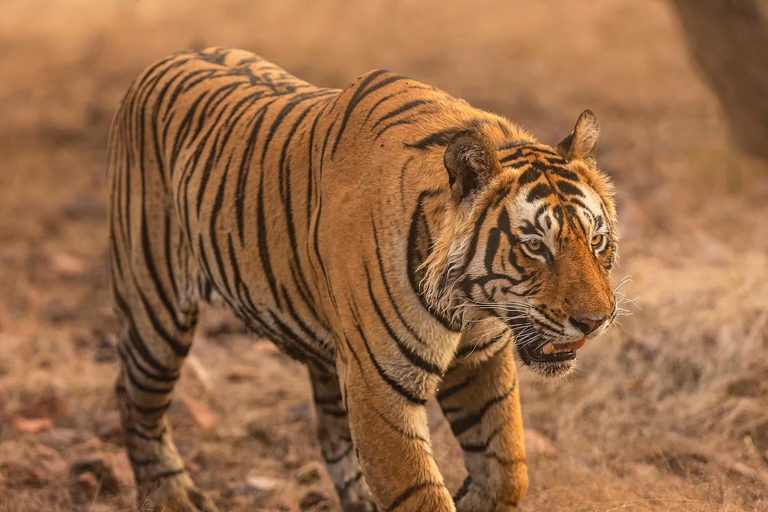 Von Jaipur aus: 1 Tagestour zum Ranthambore Tiger Reserve