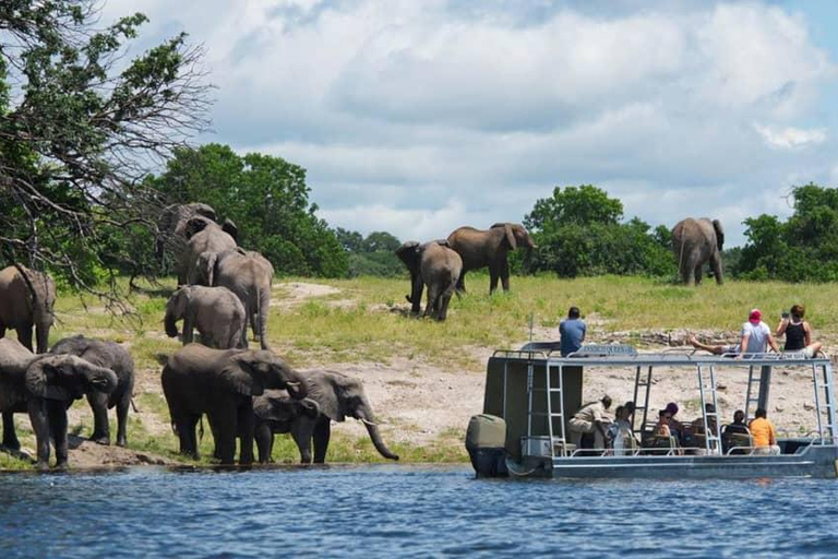 Chobe Safari from Victoria Falls: Game Drive & Cruise