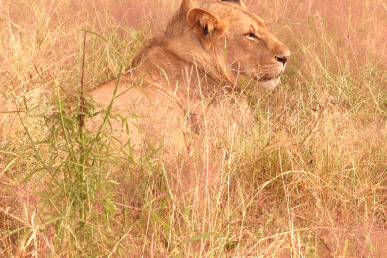 6 Days Tanzanian Safari Serengeti Wonders & Crater Magic