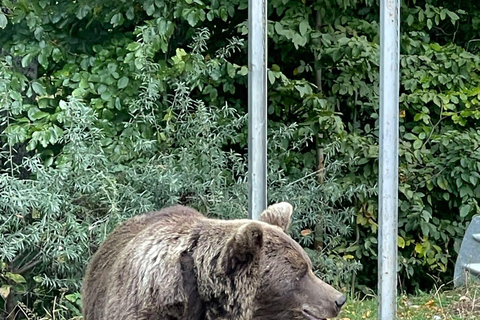 Bucharest: Top Gear Road & Wild Brown Bears, group max 8 pax Bucharest: Transfăgărășan Top Gear Road & Wild Brown Bears