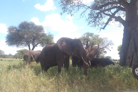 Een safari naar de Ngorongorokrater en Tarangire