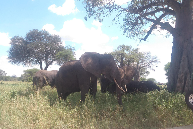 Een safari naar de Ngorongorokrater en Tarangire