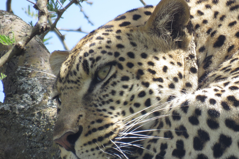Zwei Tage Safari nach Tarangire &amp; Ngorongoro Krater