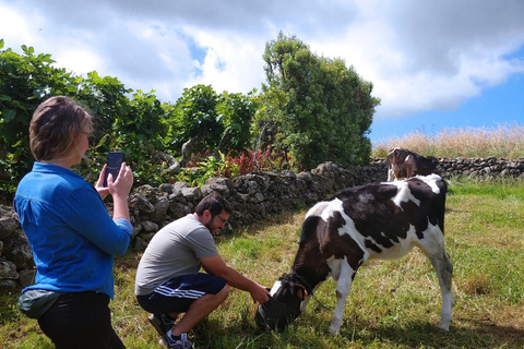 Azores: Half-Day Dairy Farm Tour