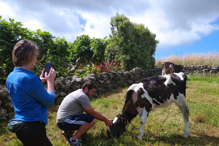 Azores: Half-Day Dairy Farm Tour