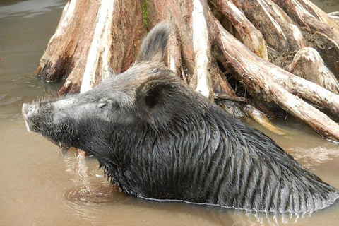 Nova Orleans: Pântano de Honey Island e passeio de barco em Bayou