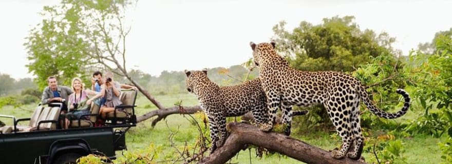 Parc national de Yala : safari d'une demi-journée depuis le port de Hambantota