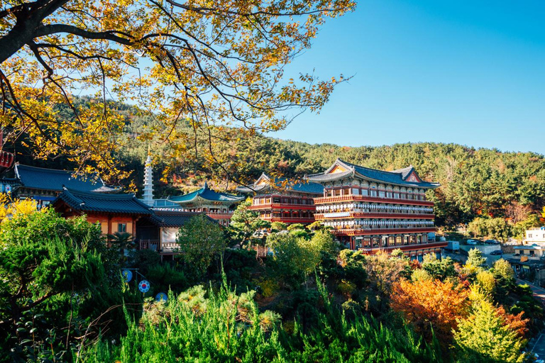 Explora Busan: Lo más destacado de la cultura y un tour panorámico de un día completo