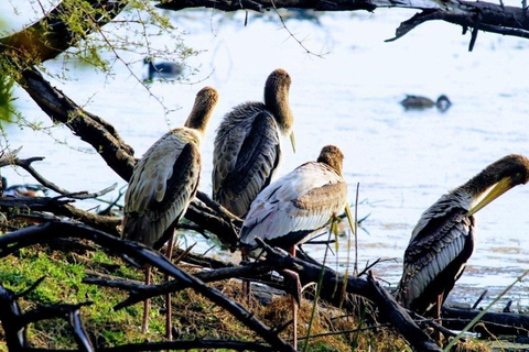Tour de 3 días a Bharatpur y al Santuario de Vida Silvestre de Sariska desde Delhi