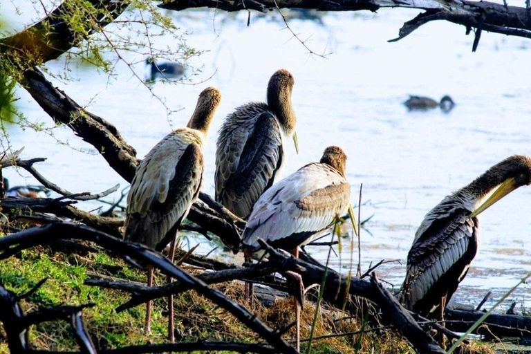 Tour de 3 días a Bharatpur y al Santuario de Vida Silvestre de Sariska desde Delhi
