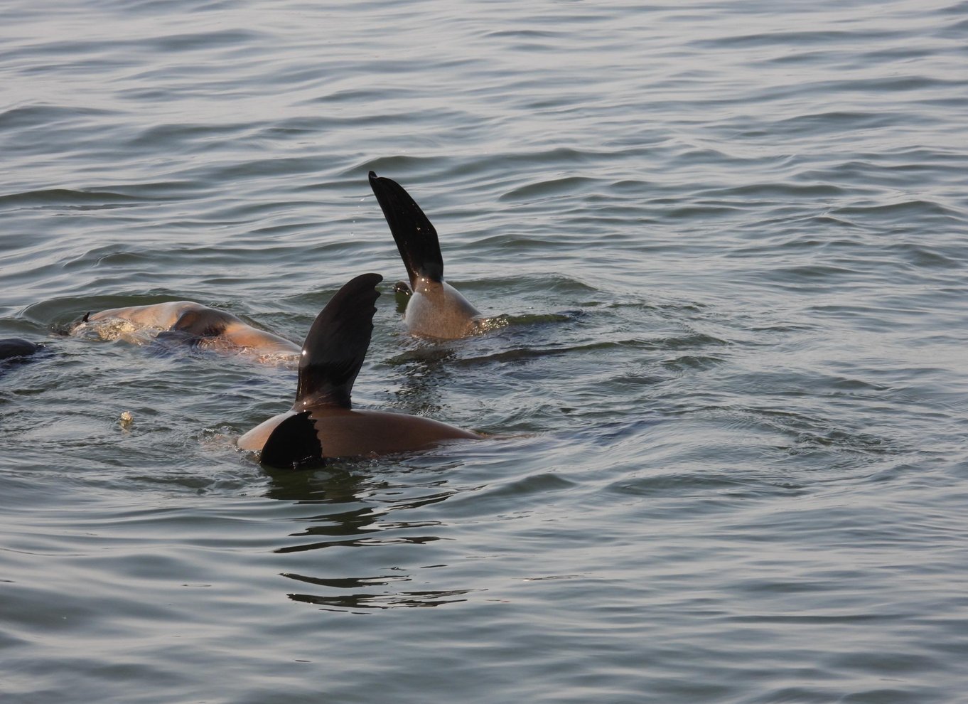 Walvis Bay: Kajak og Sandwich Harbour heldagstur