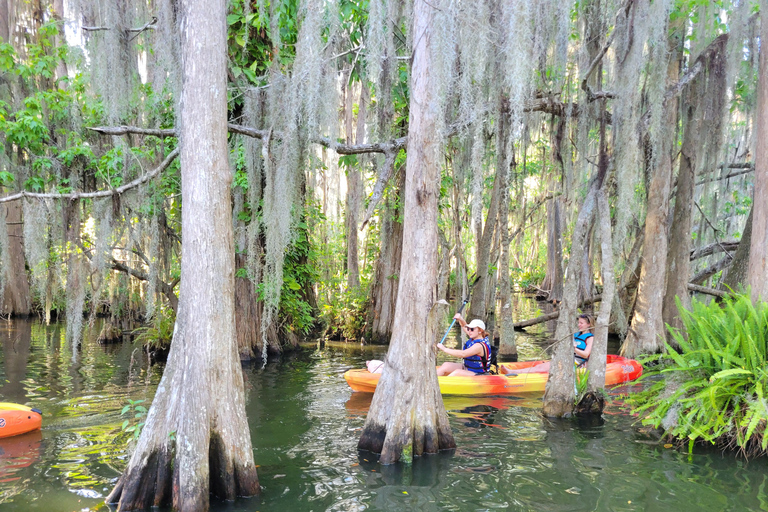 From Orlando: Wild Florida Kayak Tour on the Dora Canal