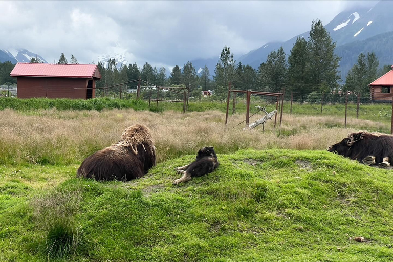 Anchorage: Glacier & Wildlife Discovery Tour (7-hours)