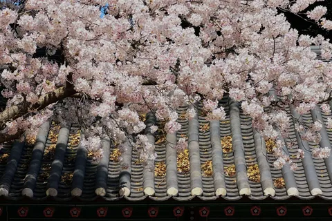 East Jeju Cherry Blossom & Woman Diver Show Small Group Tour