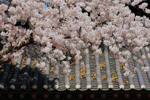 Visite en petit groupe à l&#039;est de Jeju pour la floraison des cerisiers et la cueillette des mandarines