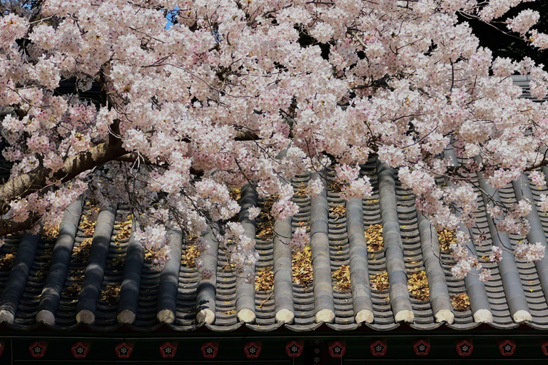 Ost-Jeju-Kirschblüte, Mandarinenpflücken Kleingruppentour