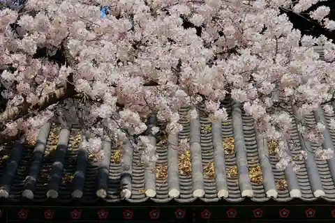 East Jeju Cherry Blossom & Woman Diver Show Small Group Tour