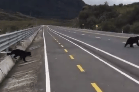 Quito: Termas de Papallacta en medio de la naturaleza