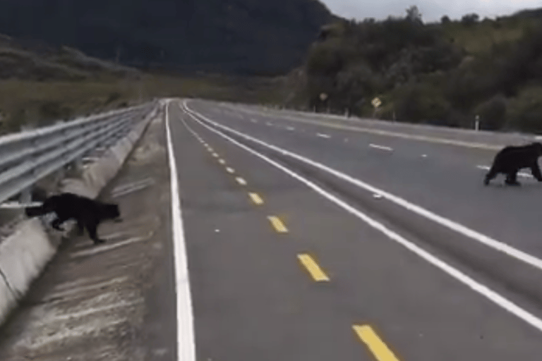 Quito: Termas de Papallacta en medio de la naturaleza